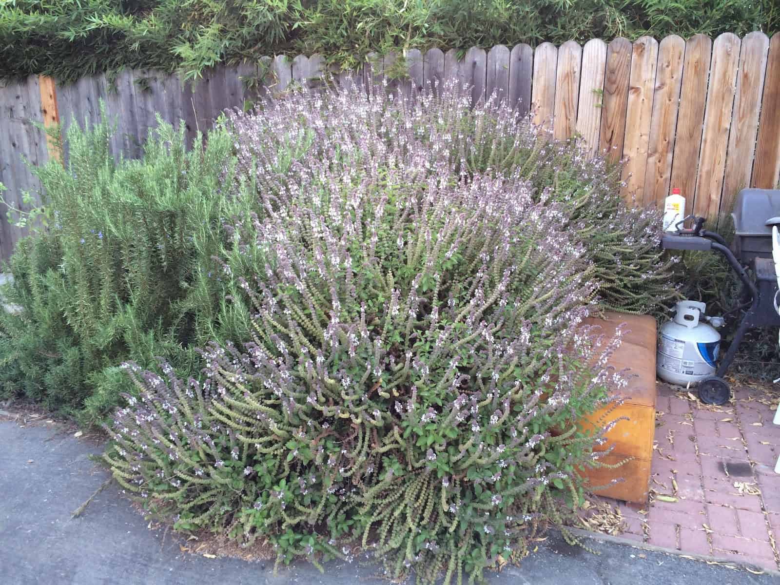 African Blue Basil as Beekeepers Dreak
