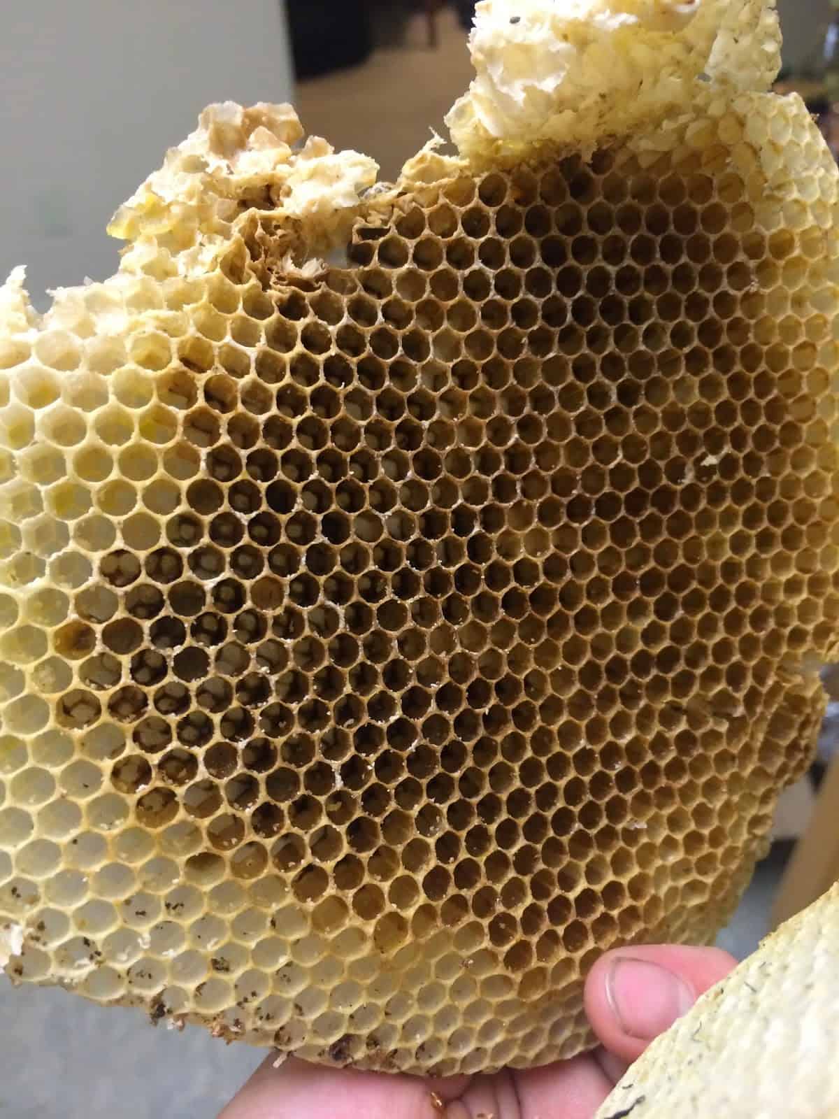 Bare Comb with No Stores or Eggs