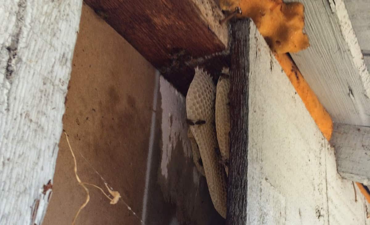 Bees Chased away from Comb with Smoke
