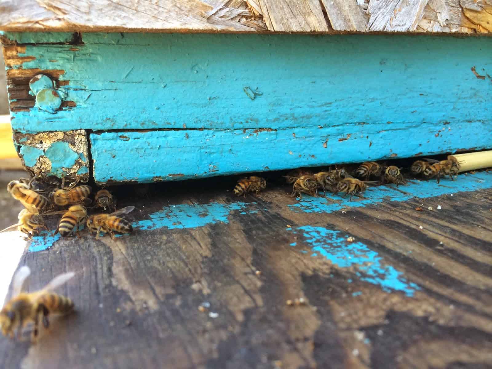 Bees in a Queenless Hive