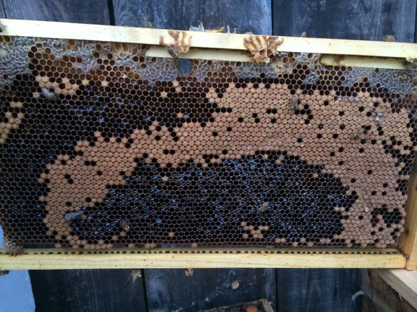 Cranky Bees because brood nest backfilling with honey, triggering swarming instinct