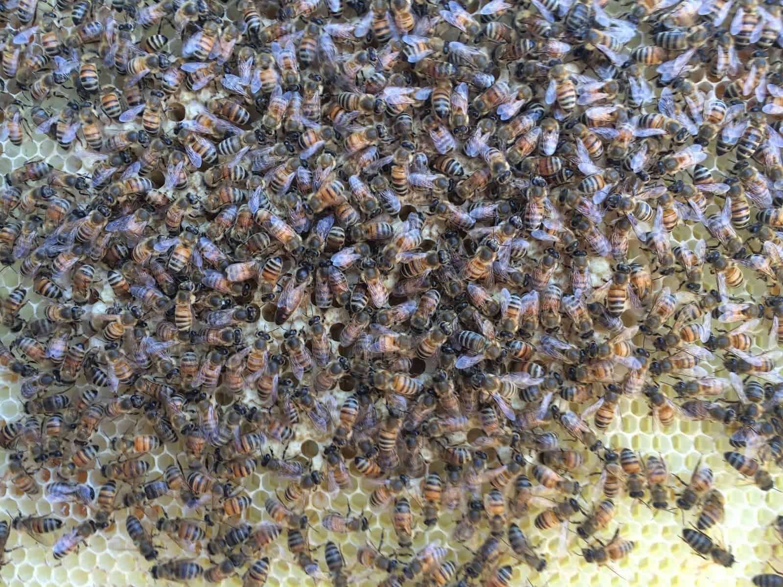 Dark Queen Bee on Capped Brood during Inspection