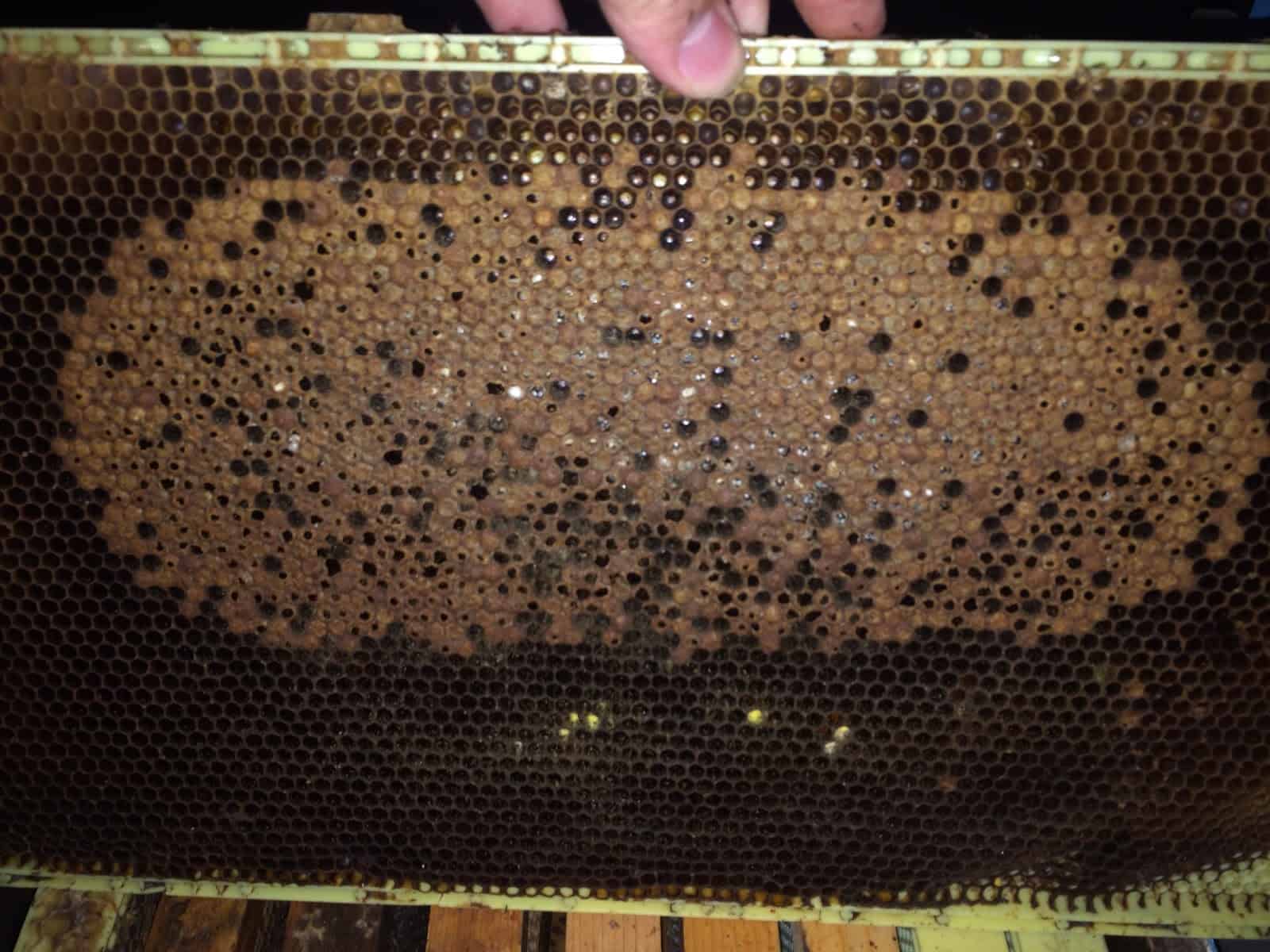 Dead out Brood Nest