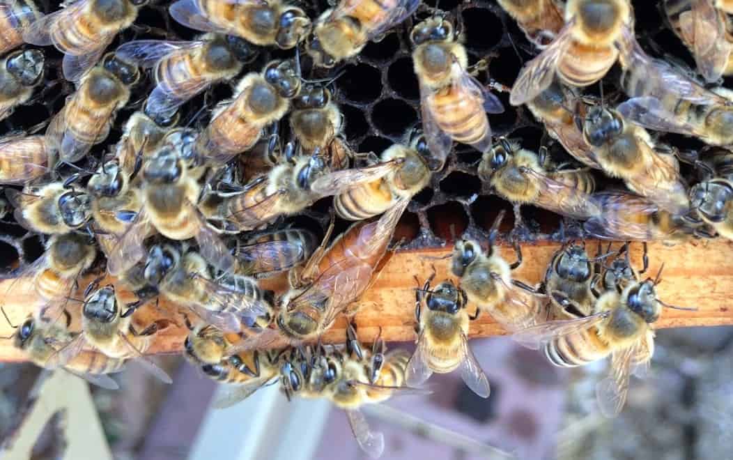 Golden Queen of the Beach Bees