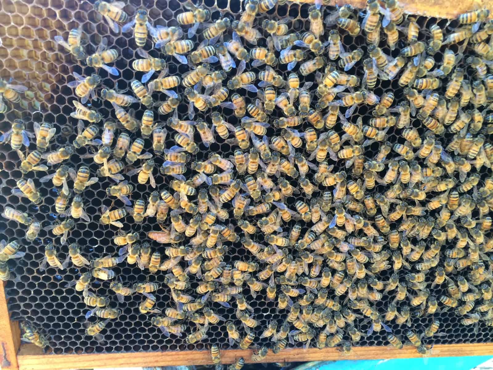 Golden Queen Bee on Older Comb