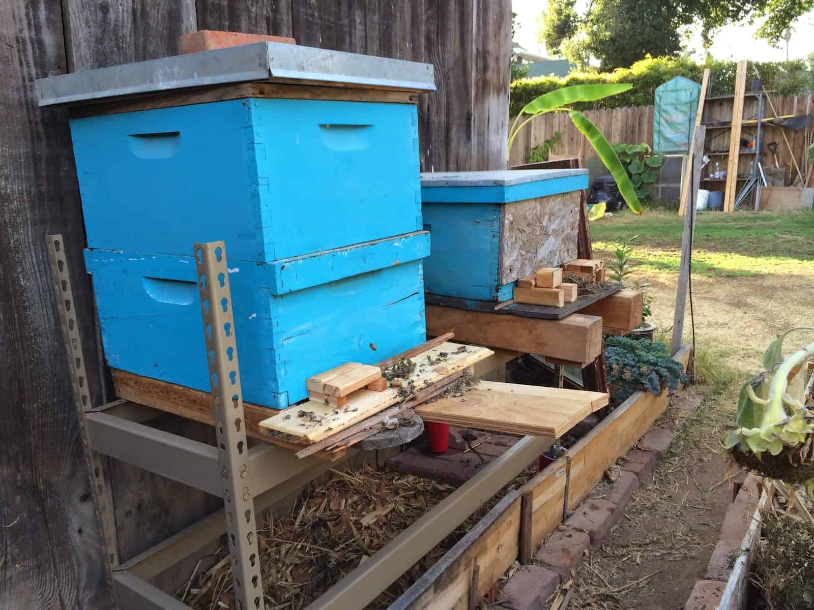 Happy Bees in their back yard beehives