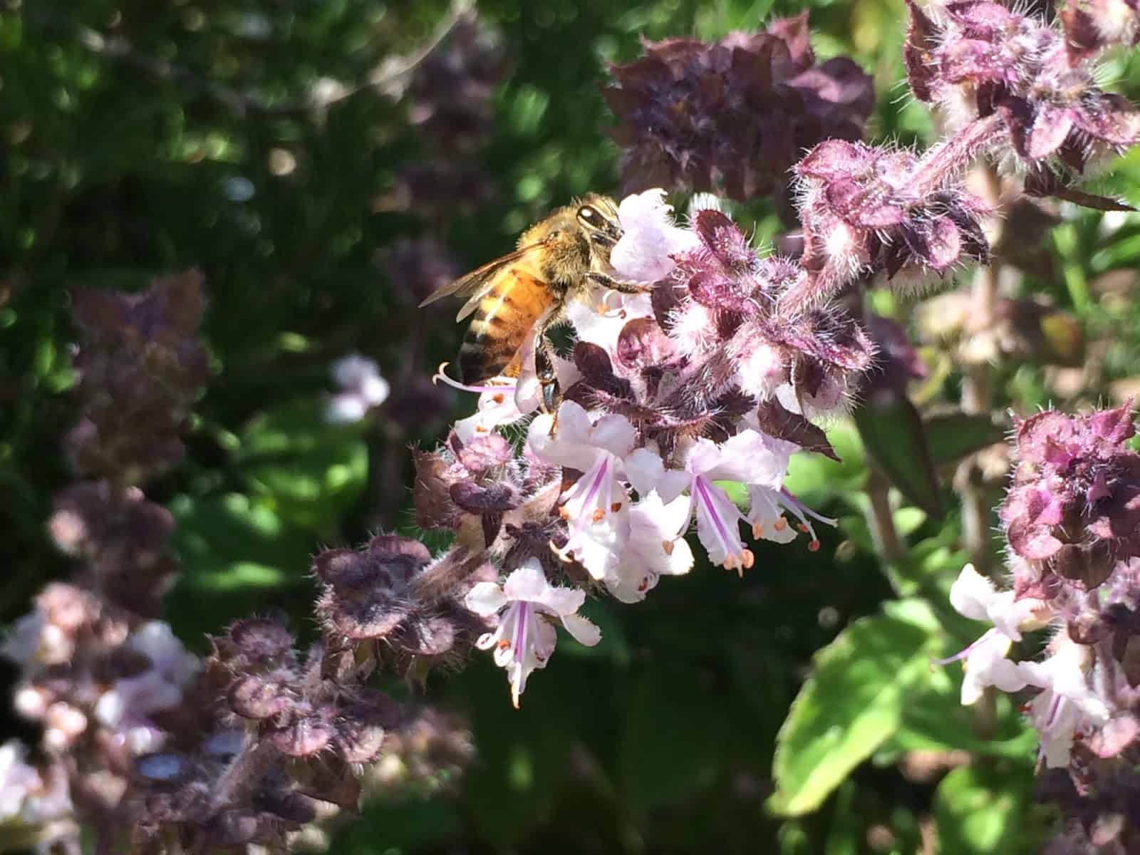 Honey Bee On African Blue Basil