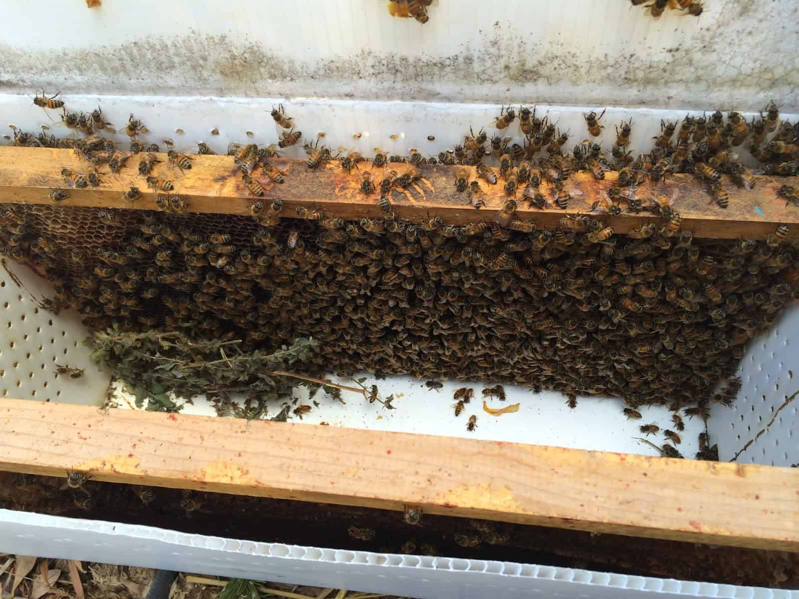 Rescued Bees Being Transferred to their new home