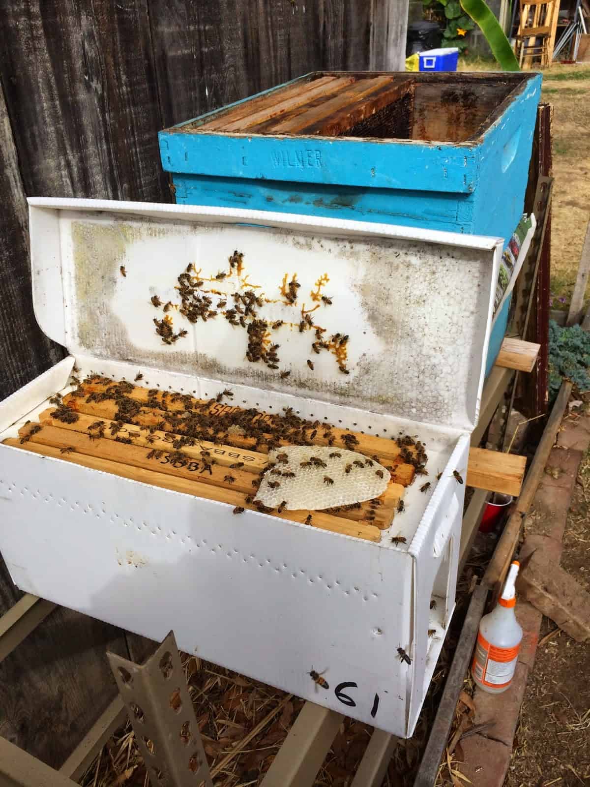 Swarm Rescue Nuc and Comb