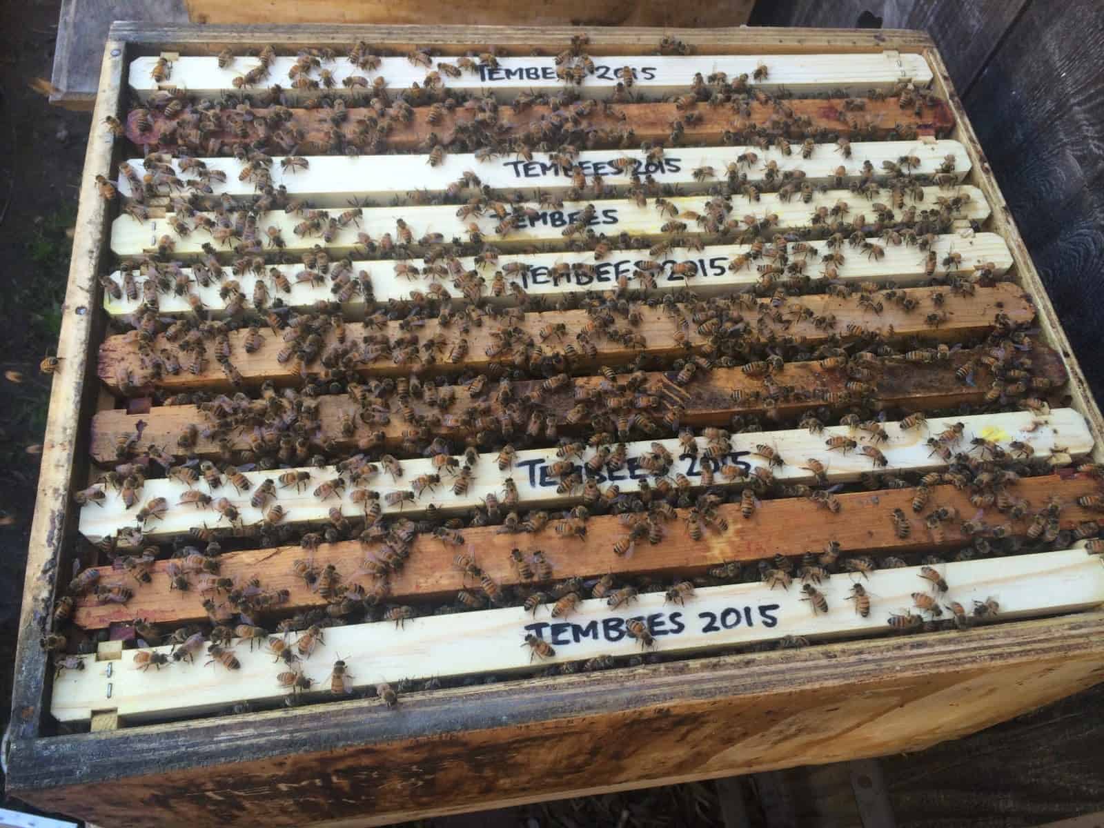 Transition to Foundationless Frames