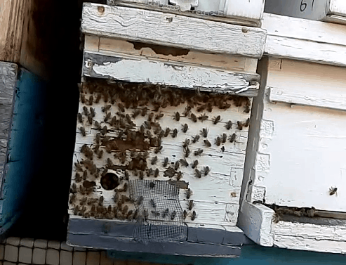 Eyesonhives washboarding captured